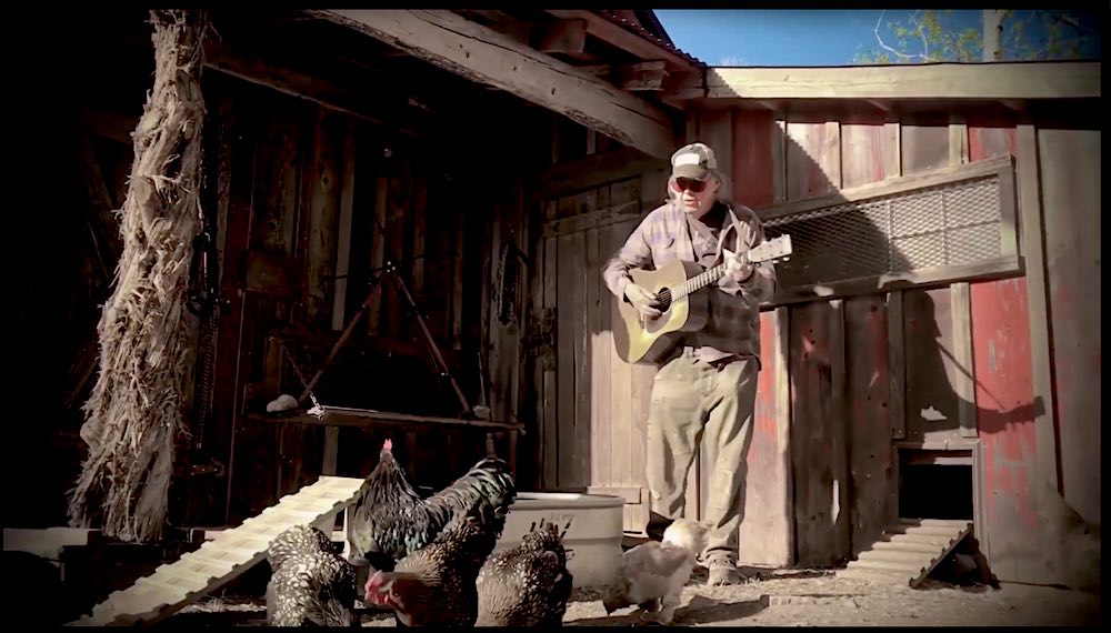 neil young, chickens